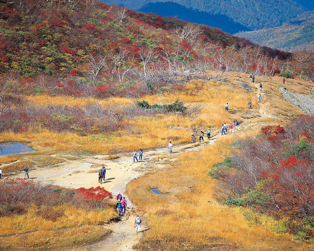 栗駒山の紅葉